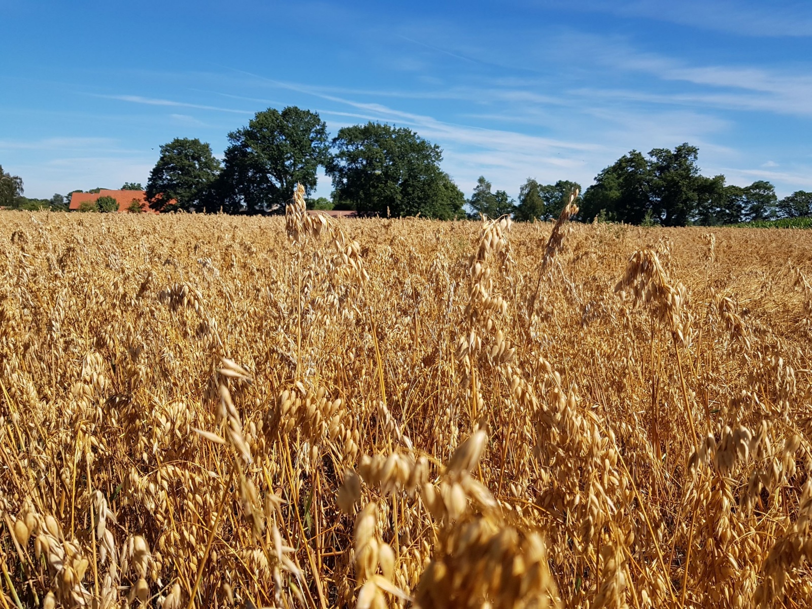 Van onze natuurinclusief geteelde granen worden verschillende producten gemaakt zoals havermout, havermuesli, speltbloem, roggebloem, volkorenmeel, tarwebloem, pasta en parelgerst. Parelgerst is een mooie vervanger van rijst, wordt lokaal geteeld en draagt bij aan het verkleinen van onze ecologische voetafdruk.