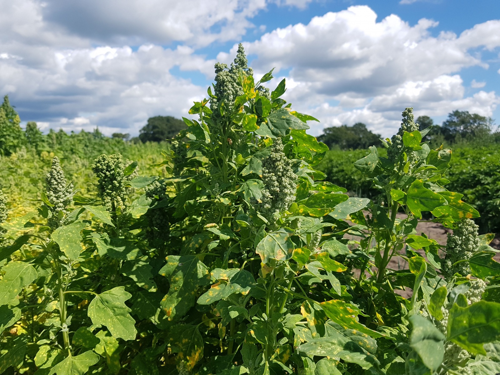 Op akkers is de quinoa in stroken geteeld. Dit Nederlandse ras heeft een laag saponine gehalte (bittere smaak) en een hogere voedingswaarde dan de quinoa uit Zuid- Amerika. Het is een uitstekende bron van essentiële eiwitten die het lichaam zelf niet kan aanmaken. Quinoa is glutenvrij en wordt in de keuken gebruikt als vervanger voor rijst of couscous. 
